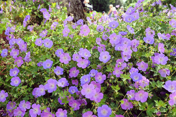 Obraz premium Hardy Geranium 'Roxanne' in flower