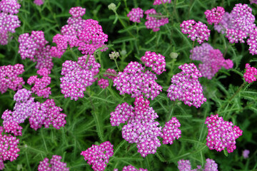 Pink common yarrow in flower © Alexandra
