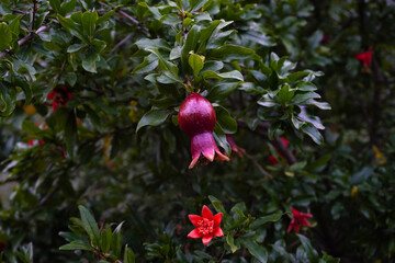 Red ripe pomegranate fruit on tree branch in the garden, soft selective focus. Colorful image with...