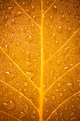 Green leaf with water drops background.