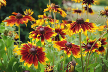Rudbeckia 'chocolate orange' in flower