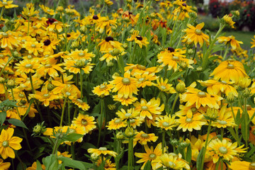 Prairie Sun Rudbeckia in flower