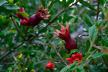 Red pomegranate flowers on pomegranate blossoming tree in the garden. Bright red Punica granatum blooms in summertime. 