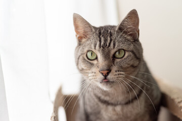 Obraz premium 見つめる猫 サバトラ猫