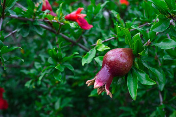 Red pomegranate flowers on pomegranate blossoming tree in the garden. Bright red Punica granatum blooms in summertime. 