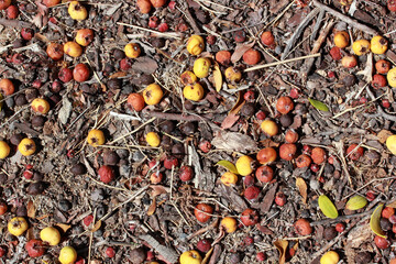 hawthorn fruit on the ground