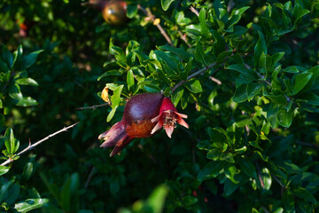 Red pomegranate flowers on pomegranate blossoming tree in the garden. Bright red Punica granatum blooms in summertime. 