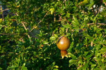 Red ripe pomegranate fruit on tree branch in the garden, soft selective focus. Colorful image with...