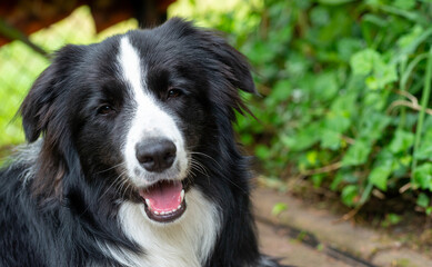 Black and white Border Collie dog. The dog is looking at the camera. A beautiful and very clever dog is resting in the garden. Border Collie in the open air.