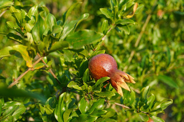 Red ripe pomegranate fruit on tree branch in the garden, soft selective focus. Colorful image with...