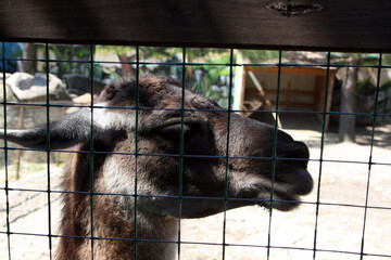 The head of a llama behind the bars of the zoo.