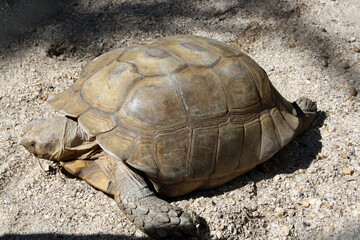 The steppe Central Asian turtle crawls on the sand.