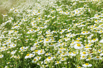 Field of blooming chamomile flowers.