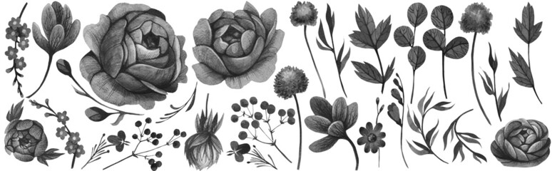 Fototapeta premium Black flower. Plant on a clean background. Isolated element. Drawn by hand. Watercolor with paper texture. To create bouquets