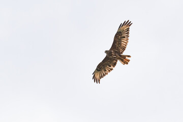 Common buzzard buteo buteo flying in the sky