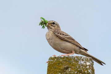 Tawny pipit, Anthus campestris, a solitary bird sitting on a stone pillar with caterpillars in its beak