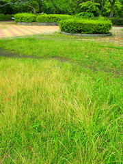 梅雨の公園の野原と躑躅の植え込みのある風景