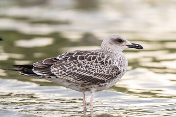 The Yellow-legged Gull Larus michahellis, is a large gull of Europe, the Middle East and North Africa