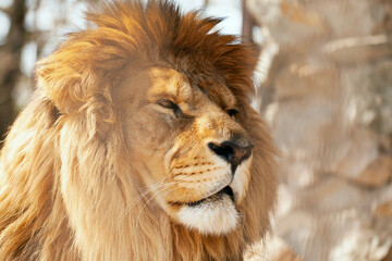 Fototapeta na wymiar Portrait adult male lion. Head lion close up