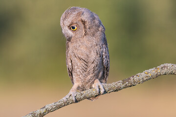 European scops owl Otus scops sitting on branch. Bird in the wild