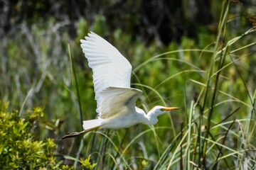 Cattle Egret aka Bubulcus ibis flying in the swamp