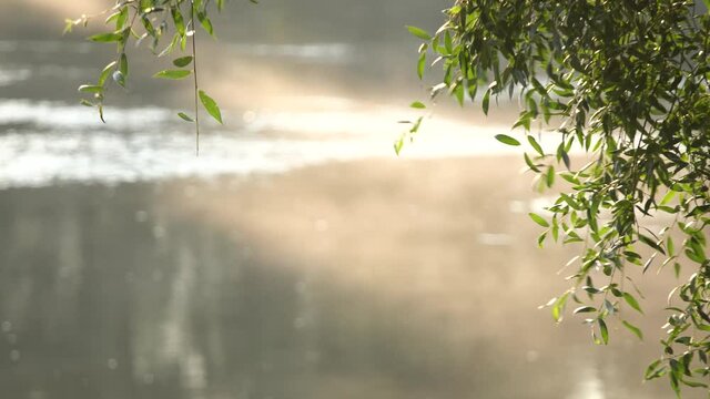 Beautiful charming soft sunlight through willow foliage at sunrisetime outside. Closeup view 4k video footage of tree branches in foreground and blurry sunny foggy river water, wood in background