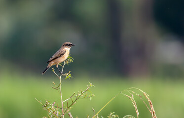 The Siberian stonechat or Asian stonechat is a recently validated species of the Old World flycatcher family. 