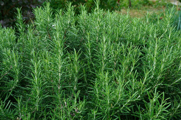Close up of green rosemary growing in a garden. Wallpaper with selective focus and blurred bokeh. Fresh herbs for cooking.