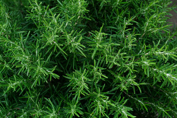 Rosemary top view. Cultivation of fragrant herbs. Agricultural business. Rosemary (Rosmarinus officinalis) growing in garden. fresh aromatic herbs