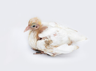 White color pet baby pigeon sitting on an isolated white background