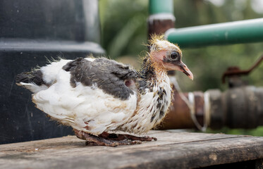 A domestic baby pigeon standing on a wooden table on the rooftop