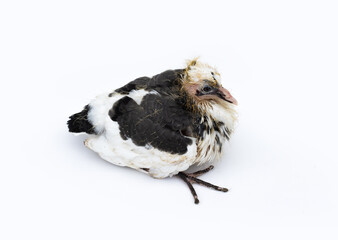A cute two color baby pigeon sitting on an isolated white background © Xookits