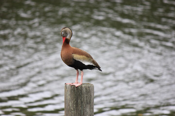 Florida Whistling Duck on piling with water background
