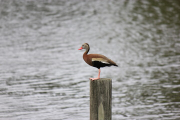 Florida Whistling Duck on piling with water background