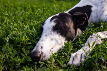 Greyhound resting on a green lawn on a sunny summer day.