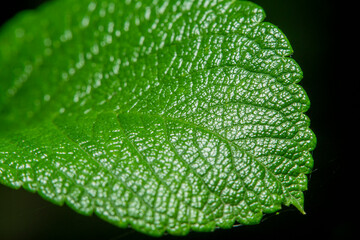 Close-up of a green leaf of a plant in soft focus at high magnification against a black background