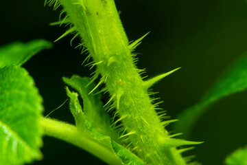Close-up of green thorns on the stem of a plant in soft focus at high magnification