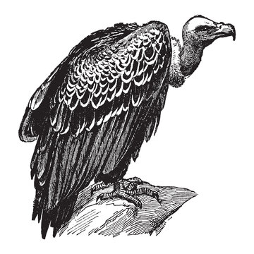 Vulture - vintage engraved vector illustration from Larousse du xxe si&egrave;cle