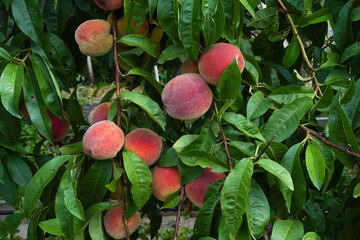 Sweet peach fruits growing on a peach tree branch in garden.  Colorful red peach fruits with green leaves on tree ready to be harvested - 448959309