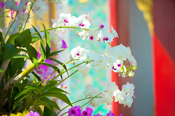 Orchid flowers on the background of a Buddhist temple