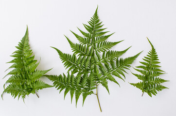 Hardy tropical plant. Monstera Deliciosa. Large creeper plant that dwells very well in hot and humid climate, use as ornamental and landscaping purpose