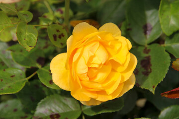 Flower of a rose in the Guldemondplantsoen in Boskoop of the type Rosa Absolutely For You