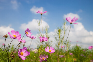 Beautiful spring Cosmos flower background., Cosmos flower.