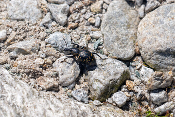 a big butterbur weevil, liparus glabrirostris, on the floor with stones