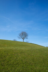 Naklejka na ściany i meble Einsamer Baum auf einem grünen Hügel aus Gras mit blauem Himmel als Hintergrund