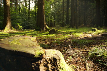 Alter Baumstumpf im Wald