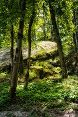 footpath in the woods