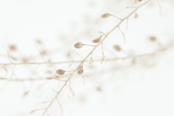 Elegant romantic fragile dried flowers small buds with branches on light background macro