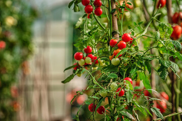 Tomato branches in the garden. Mature red and unripe green tomatoes grow in the garden. The concept of harvesting.