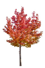 color in fall, maple leaf on white background